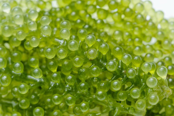 Green Caviar